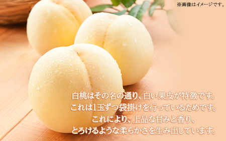 岡山県産 白桃6玉(1.6kg以上) 化粧箱入り