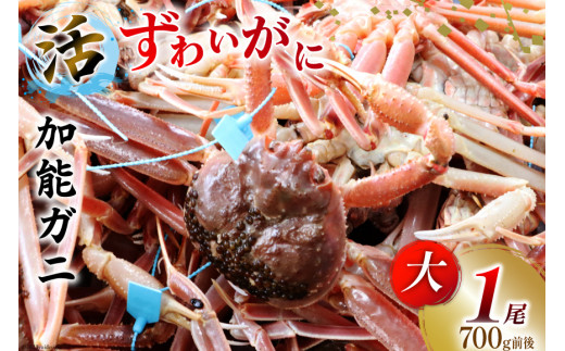 【能登半島 漁協直送！】活 加能ガニ 1尾(大サイズ)計 700g 前後[JF西海 石川県 志賀町 AM4225] 蟹 カニ かに ズワイガニ