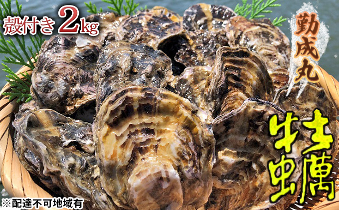 勤成丸の牡蠣 殻付き牡蠣 2.0kg