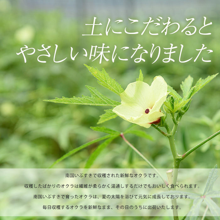 オクラそうめんとオクラうどんとオクラパウダーのセット(アグリスタイル/022-1201) 鹿児島県 指宿市 特産品 オクラパウダー パウダー 粉末 野菜パウダーうどん そうめん おくら オクラ 野菜 