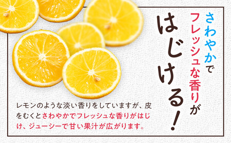 【希少フルーツ】【露地栽培】湘南ゴールド(家庭用)　3kg　2026年3月下旬頃～4月中旬頃発送予定 | 湯河原町 3kg 地域特産品 露地栽培 熟成 柑橘類 フレッシュ