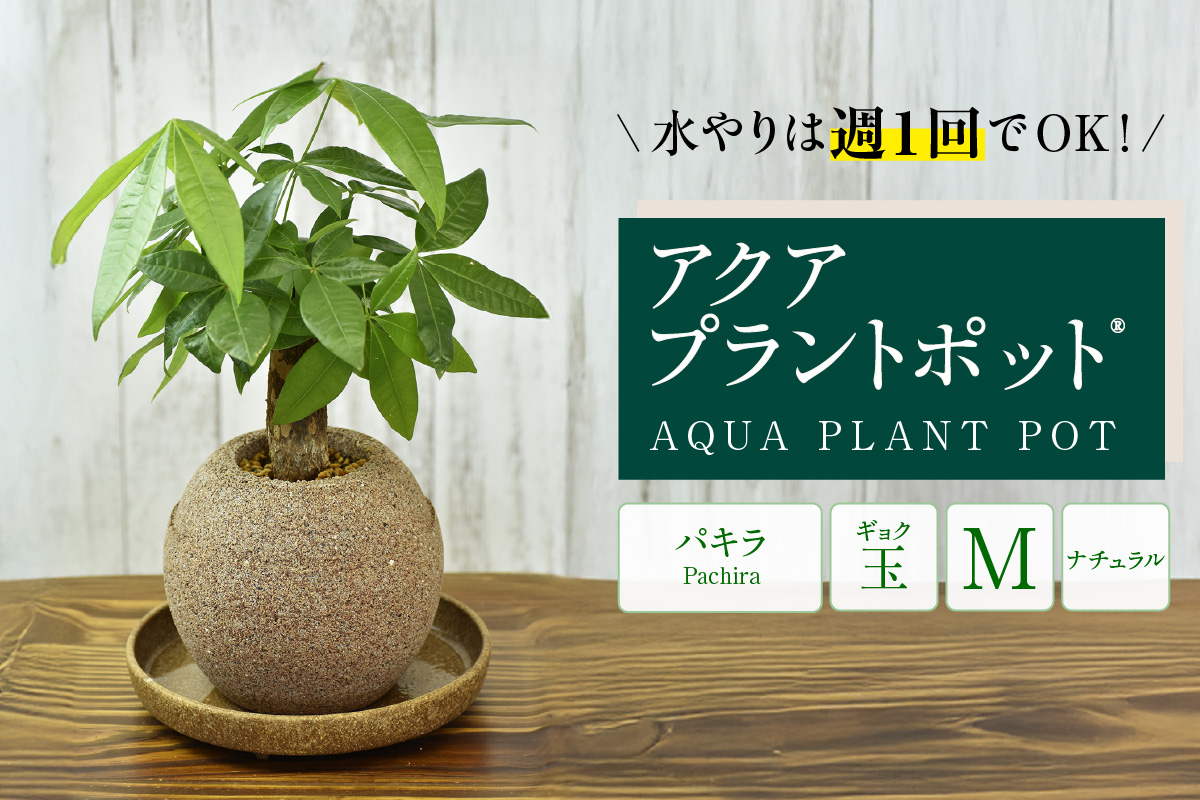 【母の日】アクアプラントポット®　玉Ｍ 植木鉢　パキラ（2095）