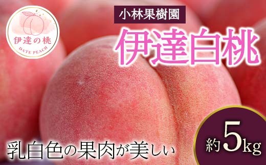 福島県産 伊達白桃 5kg 2025年9月上旬～2025年9月中旬発送 2025年出荷分 先行予約 予約 白桃 大玉 伊達の桃 桃 もも モモ 果物 くだもの フルーツ 国産 食品 F20C-593