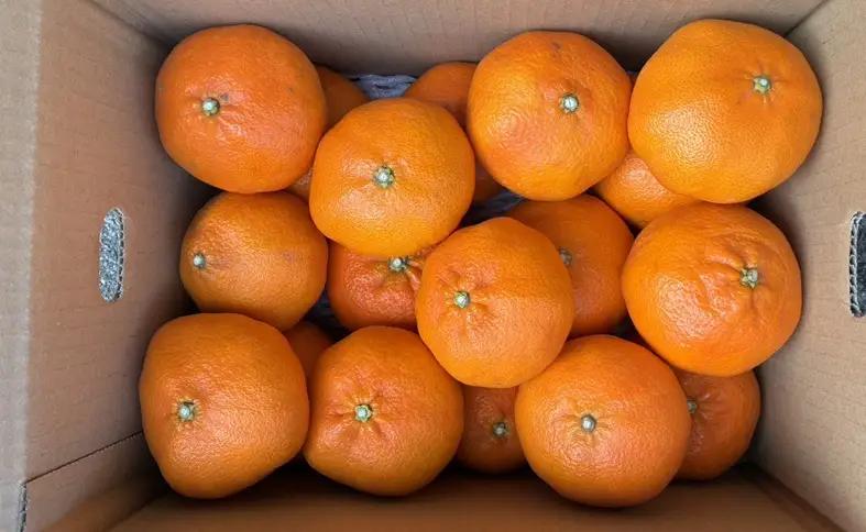 【2027年先行予約】みかん 甘平 5kg 2Lサイズ 贈答用 バラ詰め 【2027年2月上旬から順次発送予定】 農園直送 愛媛 数量限定 愛媛県産 人気 柑橘 伊予市｜C184