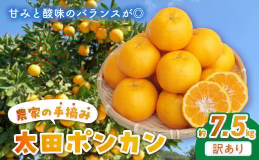S040-012_訳あり 農家の手摘み 太田 ポンカン約7.5kg 【先行受付】