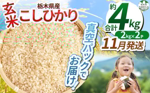 【先行予約】【令和7年度新米】【毎月500個限定！】 【栃木県共通返礼品】栃木県産こしひかり 2kg×2（玄米真空パック）11月分 | 新米 こしひかり 玄米 米 ごはん  冷めてもおいしい ふるさと納税 那珂川町 栃木県
