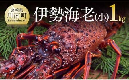 【担当者厳選！】伊勢海老(小)1kg（5～9尾） 【 伊勢えび 魚介類 いせえび 海産物 宮崎県産 国産 伊勢海老 】