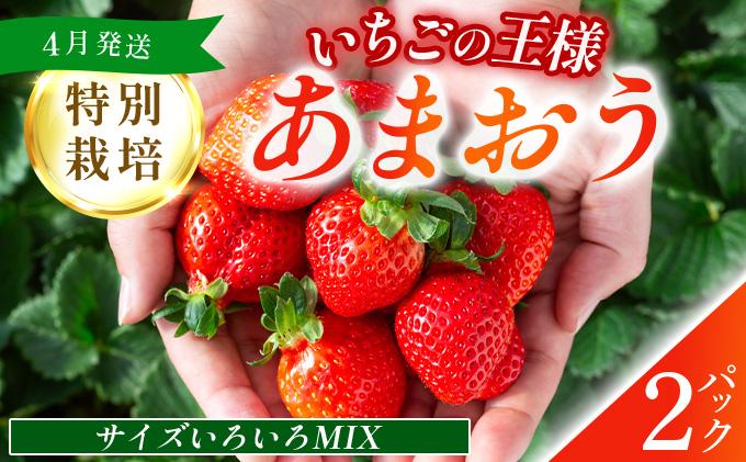福岡県産 特別栽培 あまおう サイズいろいろMIX 約570g（約285g×2パック）【4月発送】　農園直送 アフター保証 先行予約 福岡産 送料無料 ケーキ ギフト お祝い 限定 季節限定 UN007