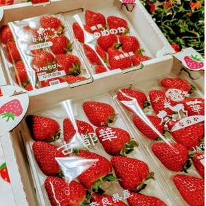 奈良県産いちごの食べ比べセット【配送不可地域：離島・北海道・沖縄県・東北】【1609082】
