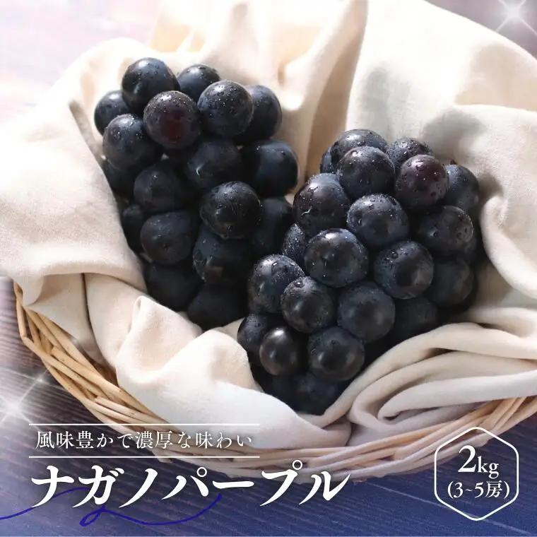 MS33 ぶどう ナガノパープル （長野県産秀品） 約2kg / 2026年8月下旬～10月上旬頃 配送予定//種なし 皮ごと 葡萄 ブドウ ぶどう ナガノ パープル 南信州 長野県 オリジナル品種 