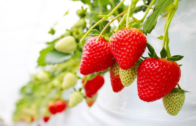 【先行予約】いちご狩りペアチケット 020C514