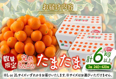 先行予約 数量限定 完熟きんかん たまたま 計6kg以上 (3kg×2箱) フルーツ 果物 くだもの 柑橘 金柑 国産 食品 期間限定 大粒 宮崎ブランド 希少 おすすめ デザート おやつ ギフト 贈