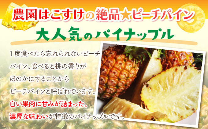 定期便 2ヶ月 2026年 先行予約 ピーチパイン 約9.5kg 絶品 ★たっぷり大家族サイズ★ 西表島 初エコファーマー認定 パイン 果物 フルーツ 2回 お楽しみ