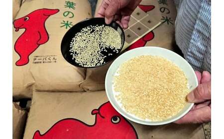 3ヶ月 定期便 ふさこがね 10kg （5kg×2袋）