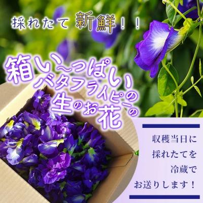 ふるさと納税 石垣市 希少!採れたて新鮮!八重咲バタフライピーの生花(食用花、生ハーブ)3月〜順次発送 |  | 01