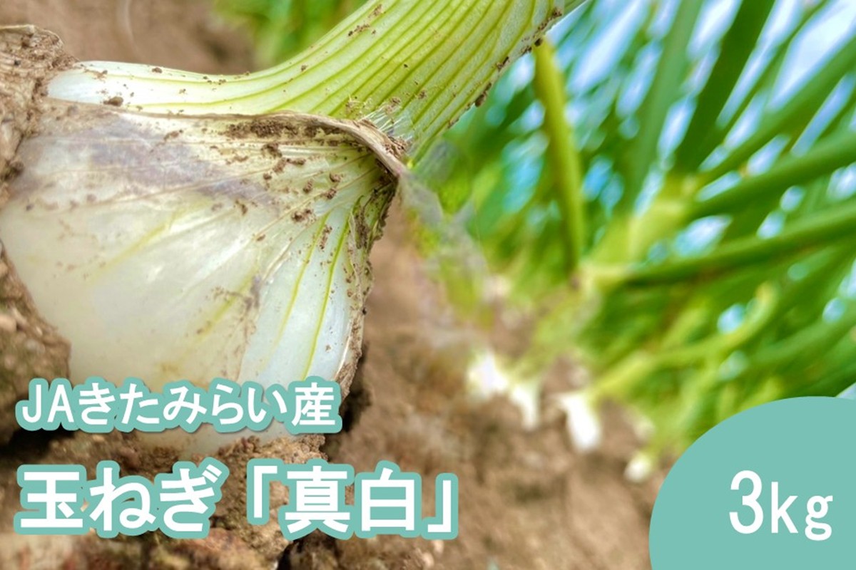 【予約：2027年8月発送】JAきたみらい産 玉ねぎ 真白 3kg ( 玉葱 たまねぎ 野菜 ましろ )【225-0002】