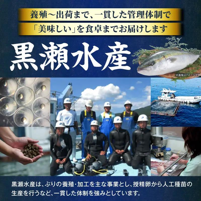 ＜2026年7月発送分＞活じめ！黒瀬ぶりの生鮮ブリロイン2節（1.0kg前後）_K001-012-2607