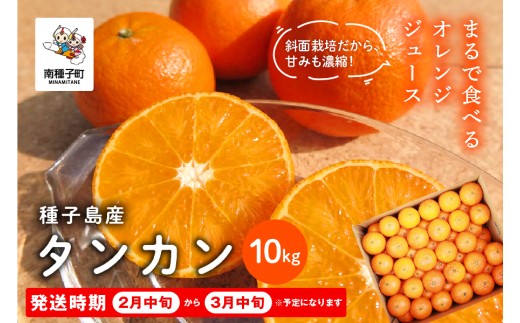 《 先行予約 》種子島産タンカン約10kg（約60玉）【2027年2月中旬〜3月中旬頃順次発送】