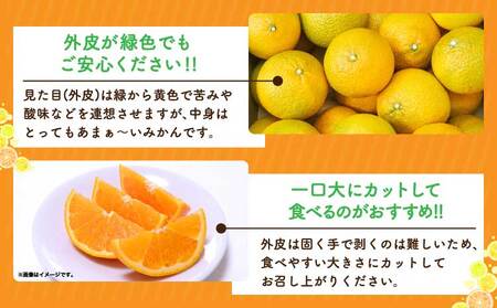 先行予約 スイートスプリング 約3kg（12～20玉） 2025年12月下旬～2026年1月下旬頃発送予定