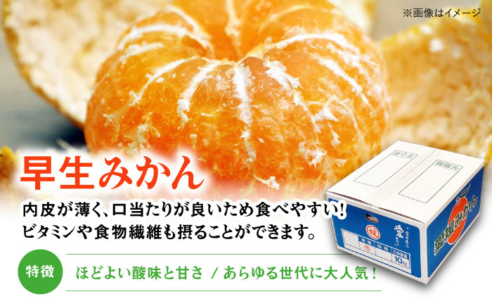 【贈答用】 早生みかん 10kg　愛媛県大洲市/有限会社西山青果 早生みかん 温州みかん みかん 果物 ギフト フルーツ [AGAR009]