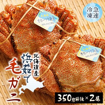 ふるさと納税 斜里町 北海道産　浜茹で毛ガニ　350g前後×2尾
