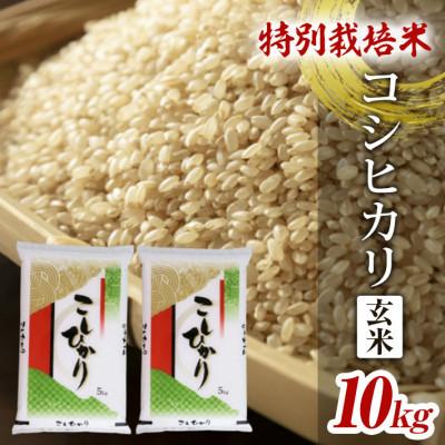 ふるさと納税 酒田市 特別栽培米 コシヒカリ 玄米 5kg×2袋 計10kg