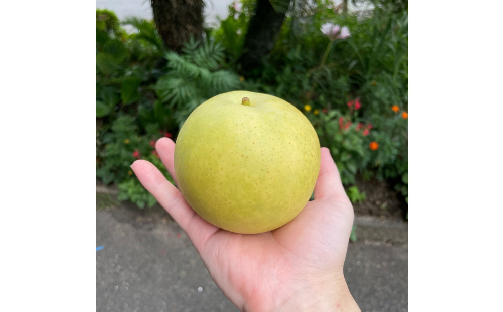 有梨の実石田 二十世紀梨 (ギフト用)5kg【8月下旬以降お届け】