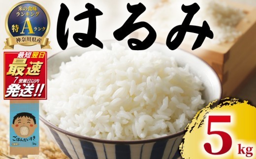 令和7年度産 米 はるみ 5kg  神奈川県産 農家直送 数量限定 順次発送 こめ  甘い ツヤ キヌヒカリ コシヒカリ こしひかり kome ※ こめおこめ コメ お米 白米 はくまい ハクマイ 精米 ブランド米 特A ランク ご飯 ごはん 弁当 お弁当 おにぎり 湘南生まれ 産地直送 西山農園 神奈川 湘南 藤沢