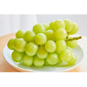 【お中元 熨斗付】 シャインマスカット1房(県内共通返礼品:かすみがうら市産) 先行予約 ギフト 贈答 ぶどう ブドウ 葡萄 フルーツ 茨城 新鮮 (BR081)