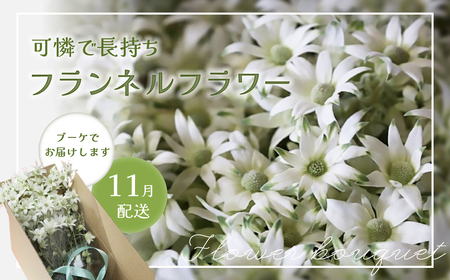 先行予約【2026年11月配送】フランネルフラワー（切り花）花束 1束（60輪）約30本 プレゼント 下呂市 岐阜県 生花 馬瀬 ネイティブフラワー【114-1【11】】