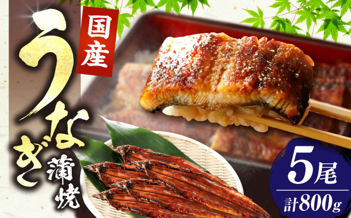 福岡県産 うなぎ 蒲焼 大5尾 合計 800 g（1尾あたり 160g以上）《豊前市》【福岡養鰻】 国産 うなぎ 大 [VAD004]