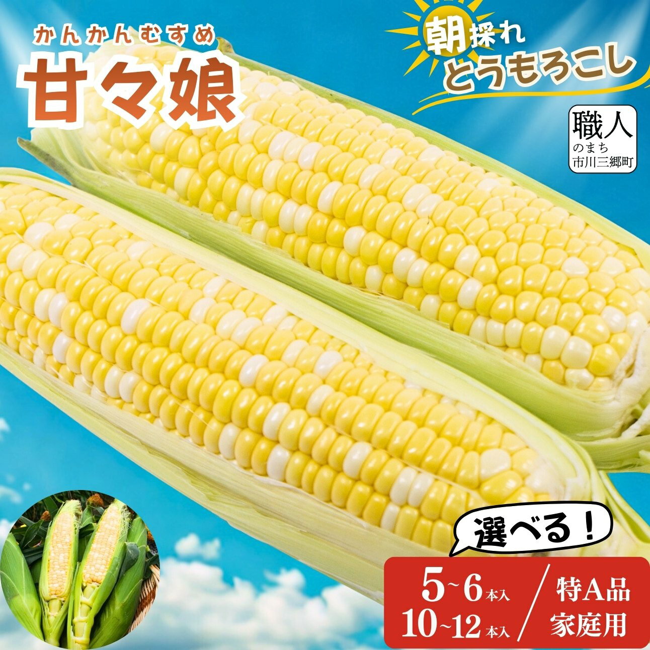 【ふるさと納税】 とうもろこし 甘々娘 かんかんむすめ 選べる 容量 贈答用 家庭用 訳あり 特A品 市川三郷町 株式会社 アグリ甲斐