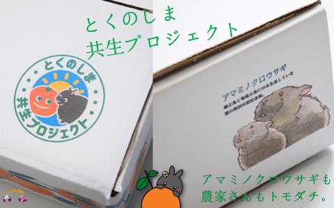 《2026年2月～3月お届け！》～アマミノクロウサギと共生を目指す農家さんの徳之島産たんかん3kg ( たんかん 柑橘 フルーツ 果物 徳之島 鹿児島 奄美 フレッシュ ビタミン 美味しい オススメ 