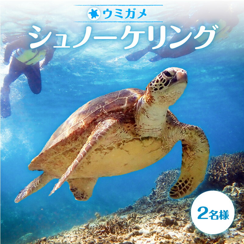 【ふるさと納税】 アクティビティ 体験型 シュノーケリング ウミガメ 2名分 水中写真 ガイド付 完全貸切 2名 写真 ガイド 完全貸切 OCEANZ オーシャンズ ふるさと納税 鹿児島県 奄美市 おすすめ ランキング プレゼント ギフト