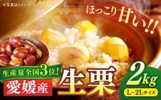 【9月下旬より順次発送】生栗 2kg（L〜2Lサイズ） 愛媛県大洲市/沢井青果[AGBN043] 栗 クリ くり 栗ご飯 栗ごはん くだもの 果物 フルーツ ふるーつ 生栗 先行予約 おすすめ 人気 お取り寄せ 送料無料 贈答 ギフト