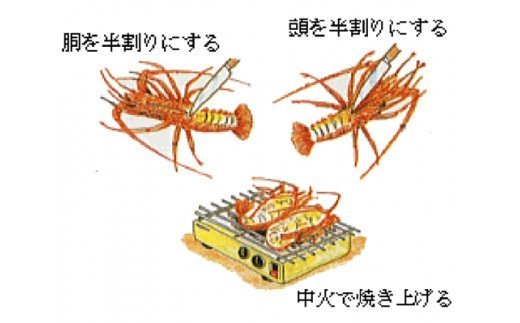 活き伊勢海老Cコース　5～6尾（約1400～1500g）　山金商店　／伊勢えび　イセエビ　伊勢志摩産