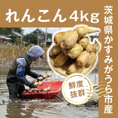 【鮮度抜群!茨城県かすみがうら市産】シャキシャキ蓮根 霞ヶ浦れんこん4kg 産地厳選【配送不可地域：離島】【1667482】