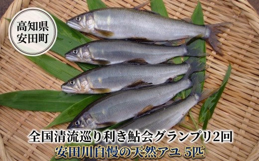 【先行予約】 【6月中旬より順次発送】 グランプリ2回!  安田川の清流で採れた天然鮎 グランプリ受賞 天然 鮎 あゆ 5匹 数量限定 魚 魚介 冷凍 こだわり アユの塩焼き 塩焼き 天ぷら 寿司 す