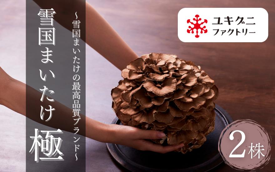 
                  まいたけ 雪国まいたけ 極 2株 ( 約900g×2 ) 化粧箱入 最高品質ブランド 圧倒的なシャキシャキ感と旨味 | 舞茸 マイタケ 茸 きのこ キノコ 国産 産地直送 新潟県 五泉市 ユキグニファクトリー株式会社
                