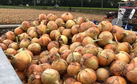北海道産 山本農園のたまねぎ L〜L大サイズ前後 10kg 南幌町 国産 NP1-306 