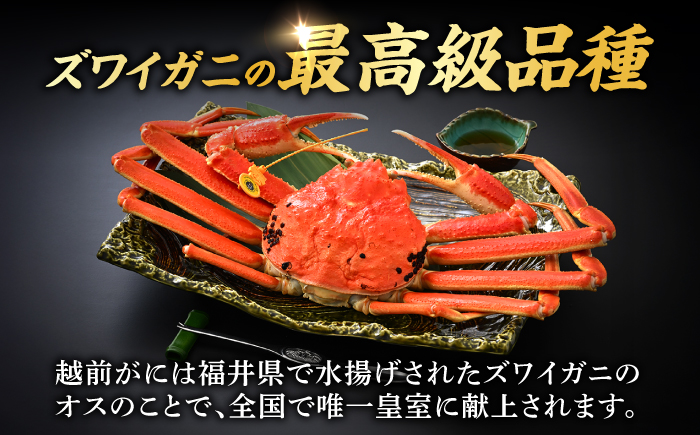 【先行予約/11月7日より順次発送予定】【冷蔵】「若狭小浜港産地直送」 越前がに (ズワイガニ) ボイル 大 1杯 小浜市/加福鮮魚 [BFBC020]【配送不可地域：北海道・沖縄・離島】