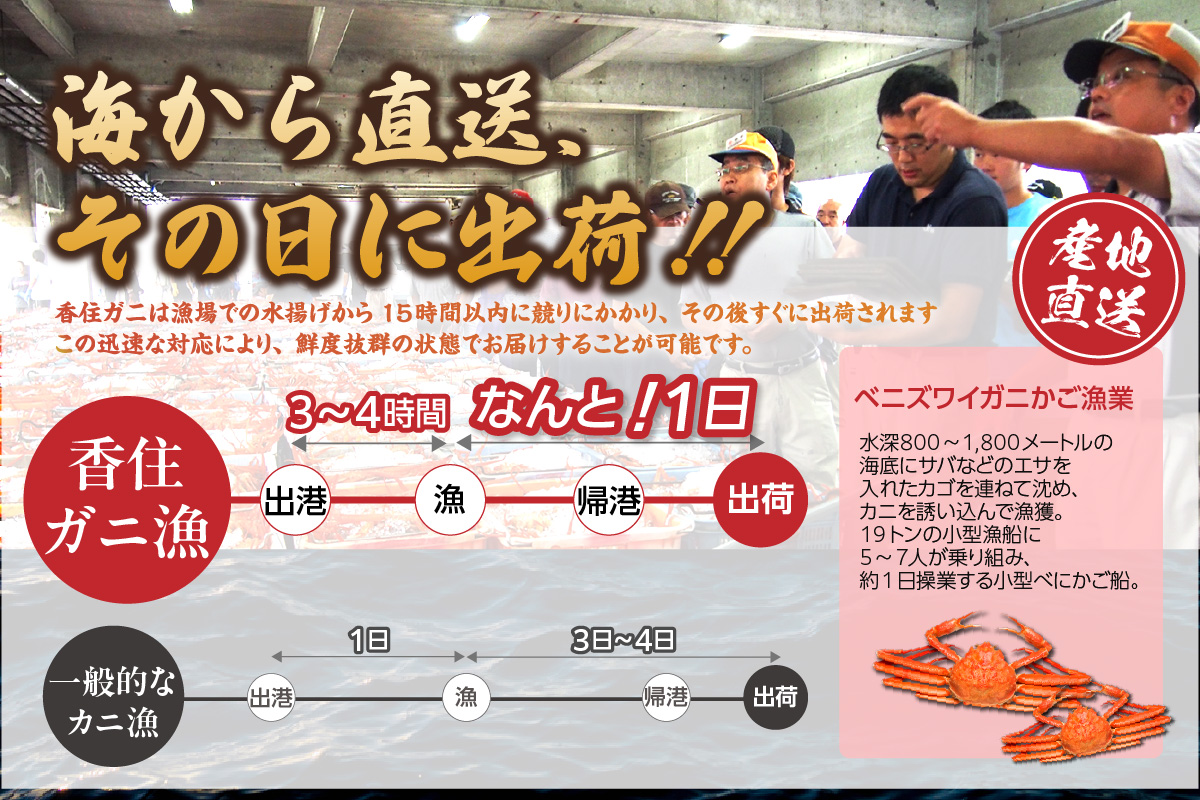 【紅ずわいがに（8肩）セット（冷蔵）】紅ズワイ かに 蟹 カニ 香住 新鮮 国産 鍋 かにすき 脚 足 爪 身 肩 大人気  兵庫県 香美町 香住 柴山 ズワイガニ 32000円 マルヨ食品 マルヨダ