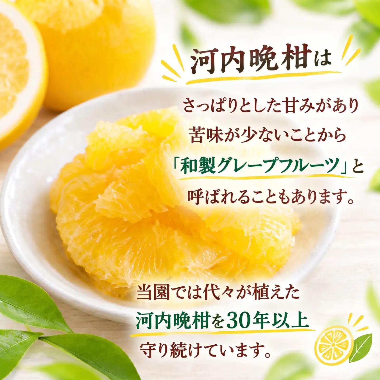 【先行予約】 訳あり 愛南ゴールド 約5kg＋傷み保障約1kg 合計約6kg 河内晩柑 柑橘 フルーツ 果物 みかん 家庭用 傷 不揃い 農園直送 愛媛県 愛南町 エニシトラス 発送期間：2027年4