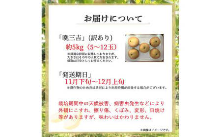 【希少梨】訳あり 晩三吉 5kg（5～12玉） 倉吉産 福井果樹園 おくさんきち 梨 なし ナシ ブランド梨 冬梨 希少品種 果物 フルーツ 和梨 数量限定
