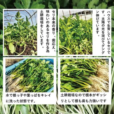 ふるさと納税 大館市 セリ 強い香りとシャキッとした歯応え 約200g |  | 01