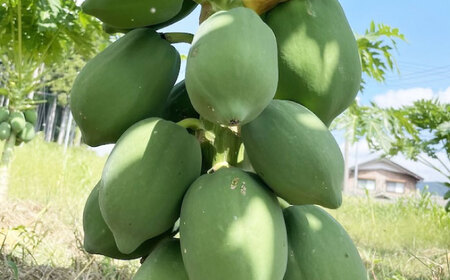 酵素たっぷり　青パパイヤ果実とパウダーセット　滋賀県長浜市/株式会社ロハス長浜[AQAP006]