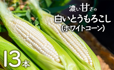 濃い甘さの白いとうもろこし（ホワイトコーン）　13本　個包装 とうもろこし トウモロコシ コーン 白いとうもろこし ホワイトコーン 朝どり 甘い 旬 兵庫県 洲本市 淡路島