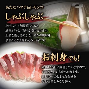 「あたたハマチtoレモン」のしゃぶしゃぶ｜広島 阿多田島ブランド 季節限定 はまち しゃぶしゃぶ 美味しく食べられるこの季節だけ 鮮魚 [2278]