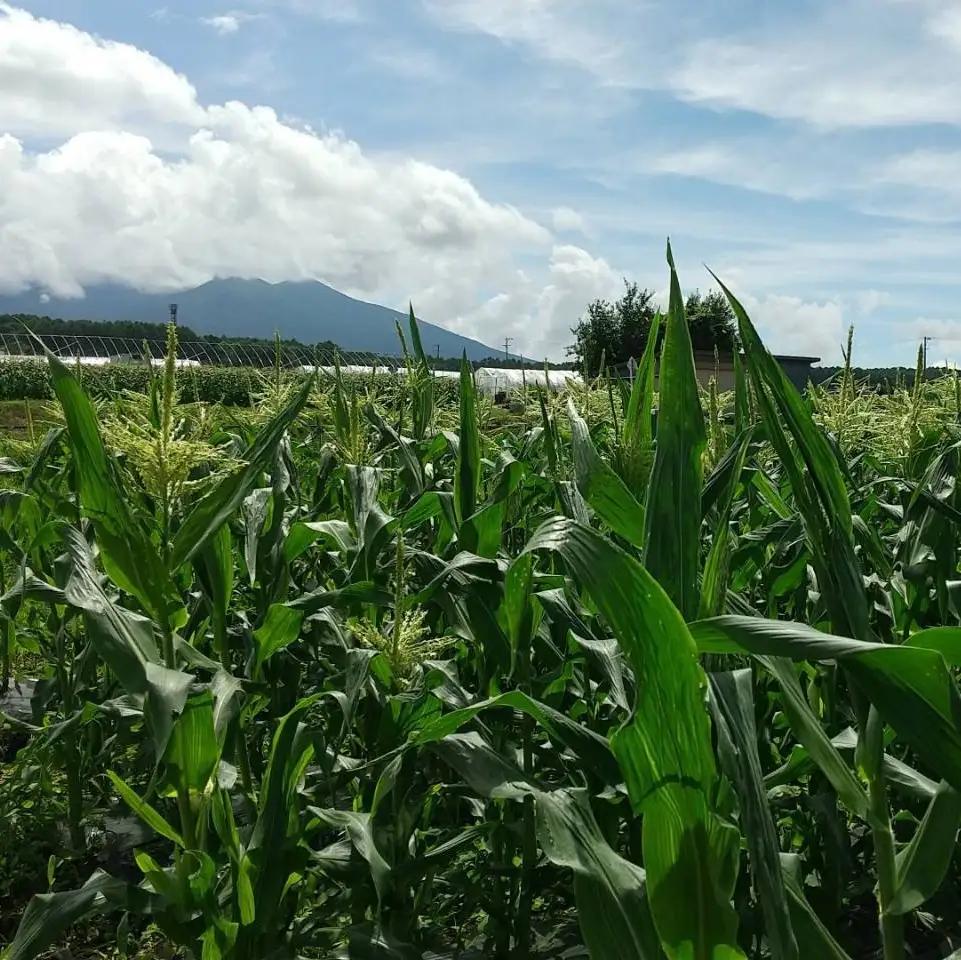 八ヶ岳産 朝採れ とうもろこし 20本 【2026年7月下旬～発送】| イケブチ農園