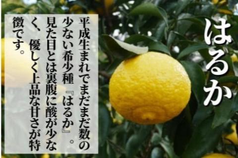 三種の みかん 食べ比べ箱 甘平 はるか 宮内伊予柑 （家庭用）約2.8kg ＜2025年2024年2月頃発送＞